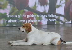 On Wednesday it was raining cats and dogs. On Thursday the dogs were still there, as was the sun again.